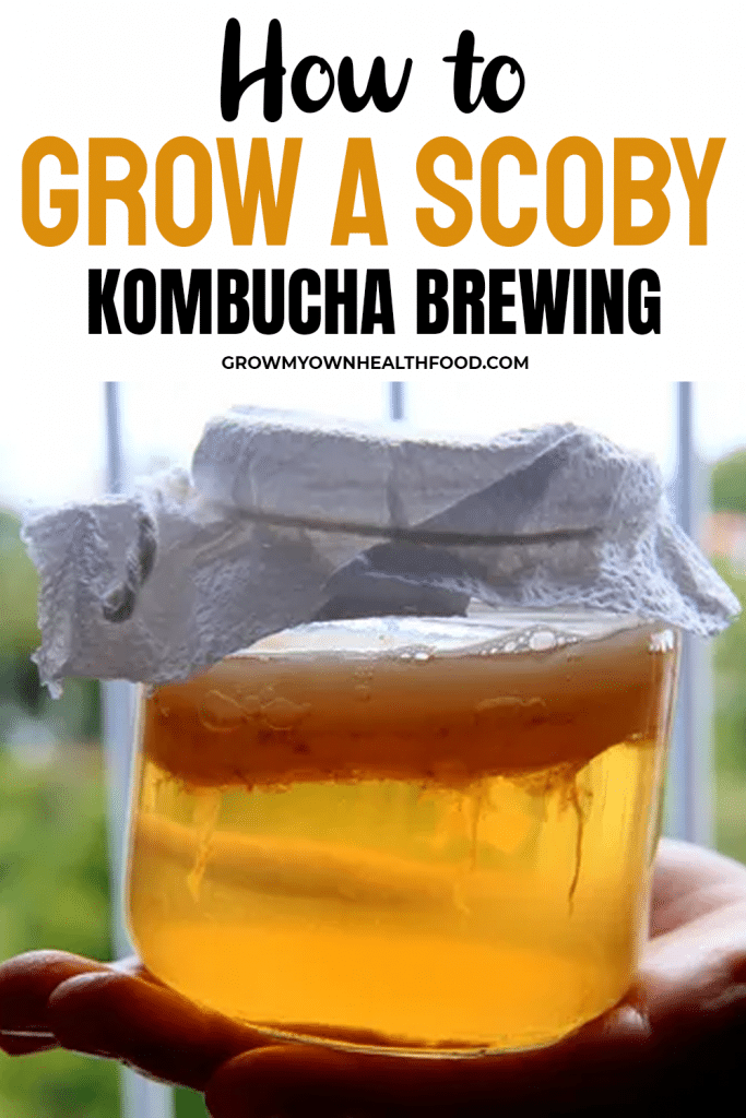 How to Grow A Scoby