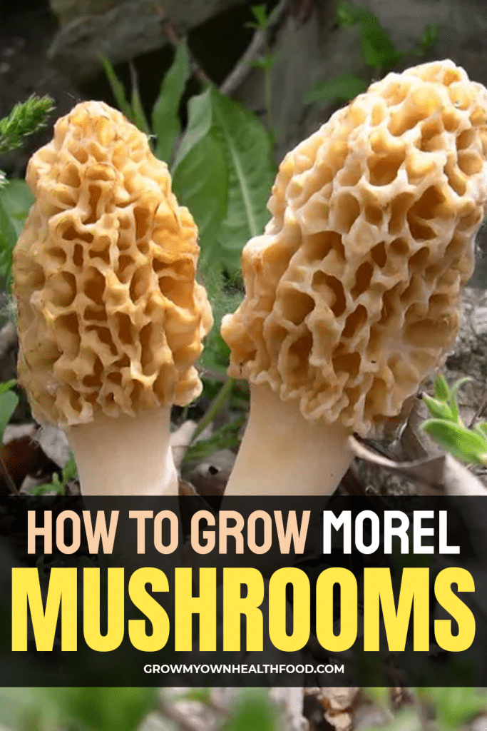 How to Grow Morel Mushrooms
