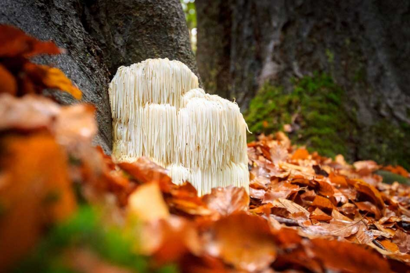 Lions Mane Mushrooms