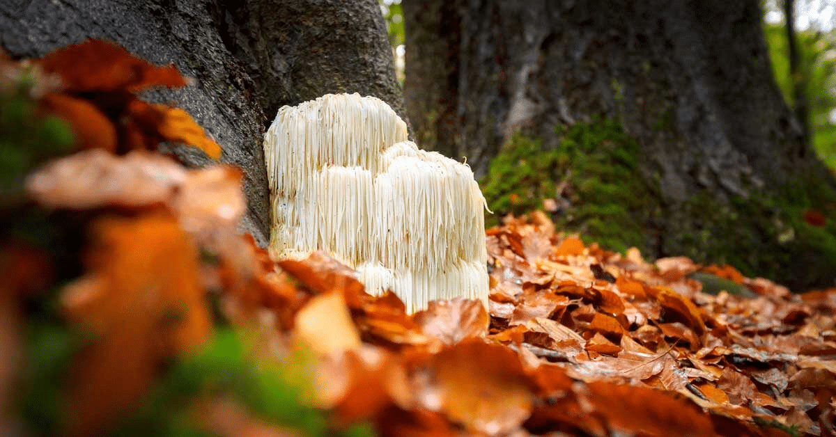 Lions Mane Mushrooms