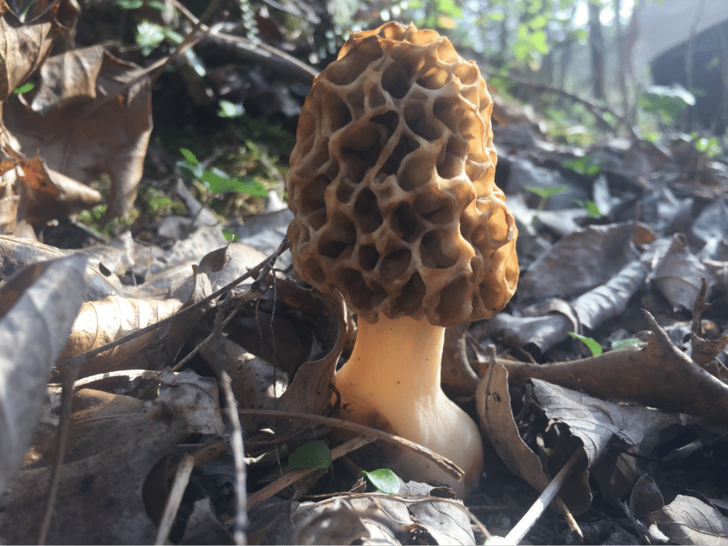 Morel Mushroom