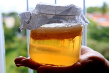 Growing Scoby