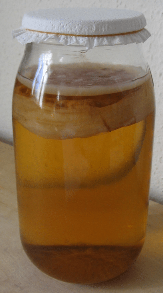 Scoby For Kombucha