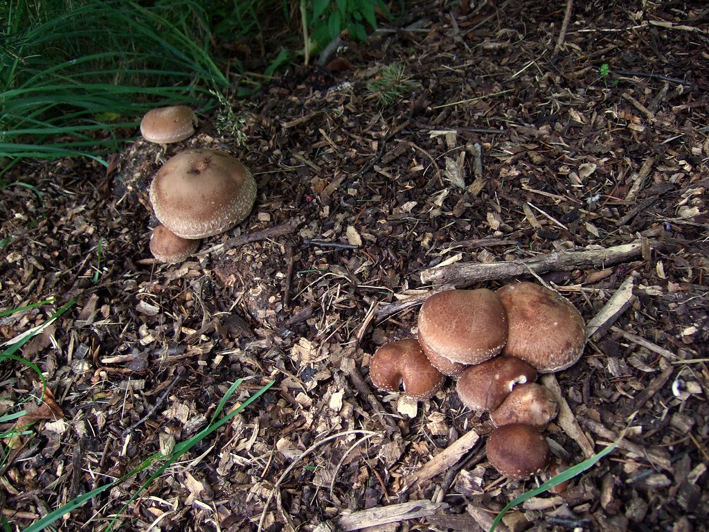 Shiitake Mushrooms bed
