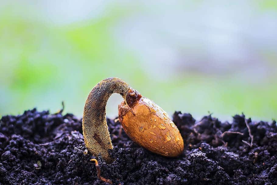 bonsai tree seed