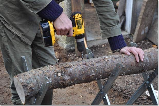 drill holes in the log