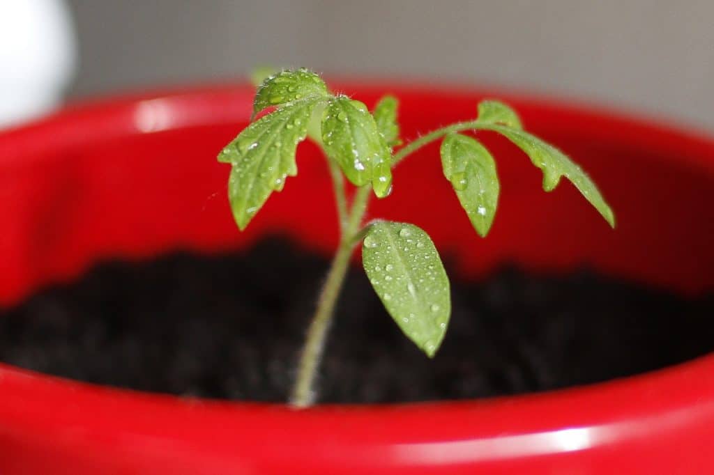 plant bonsai tree seed