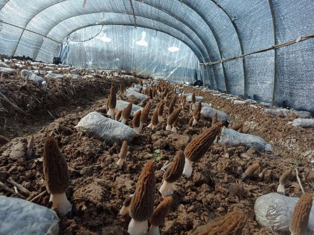 planting morel mushroom