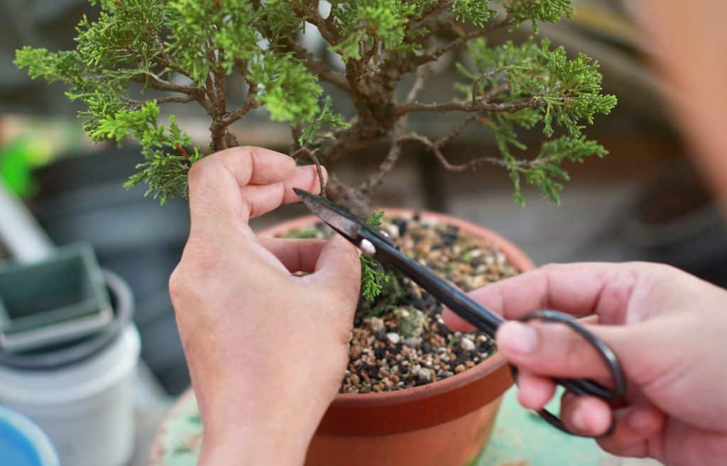 trimming bonsai