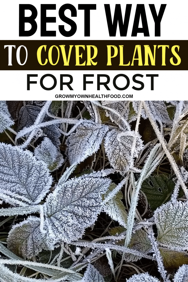 Best Way To Cover Plants For Frost Grow My Own Health Food   Best Way To Cover Plants For Frost 768x1152 