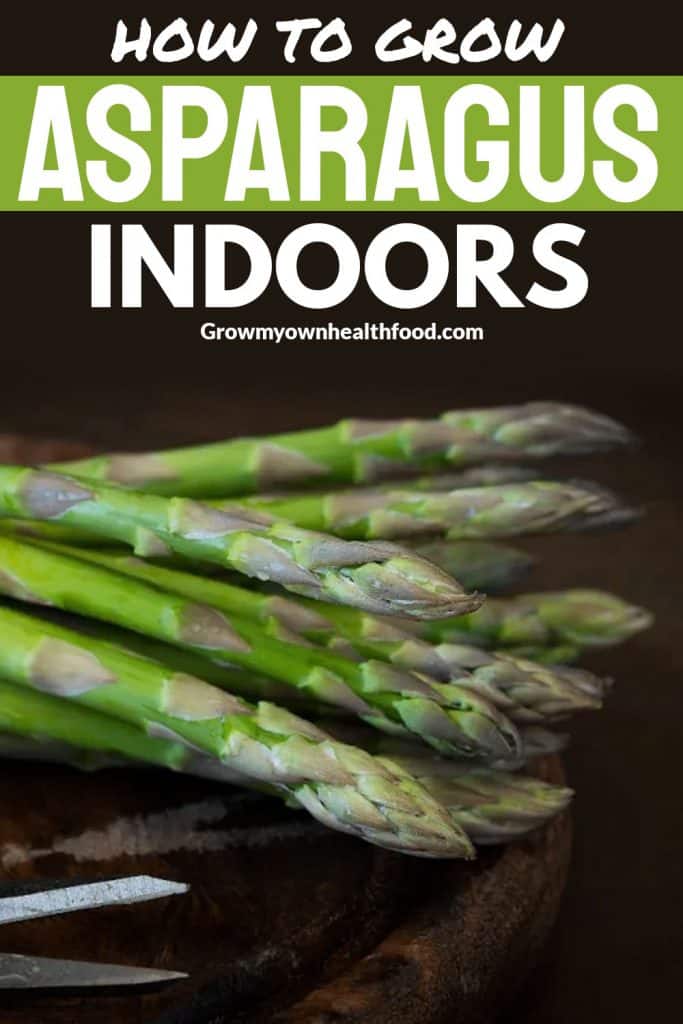 How To Grow Asparagus Indoors