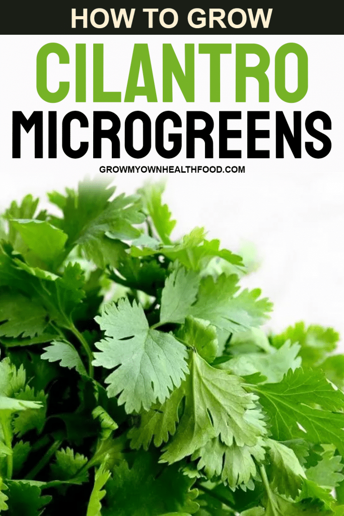 How to Grow Cilantro Microgreens