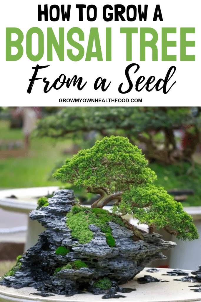 How to Grow a Bonsai Tree