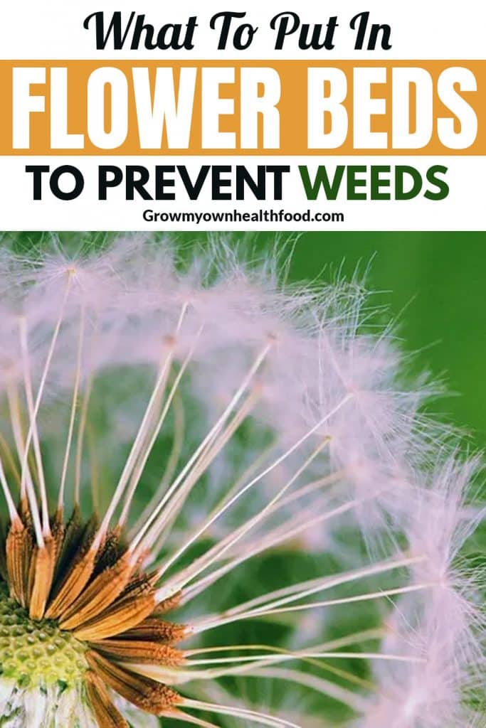 What To Put In Flower Beds To Prevent Weeds