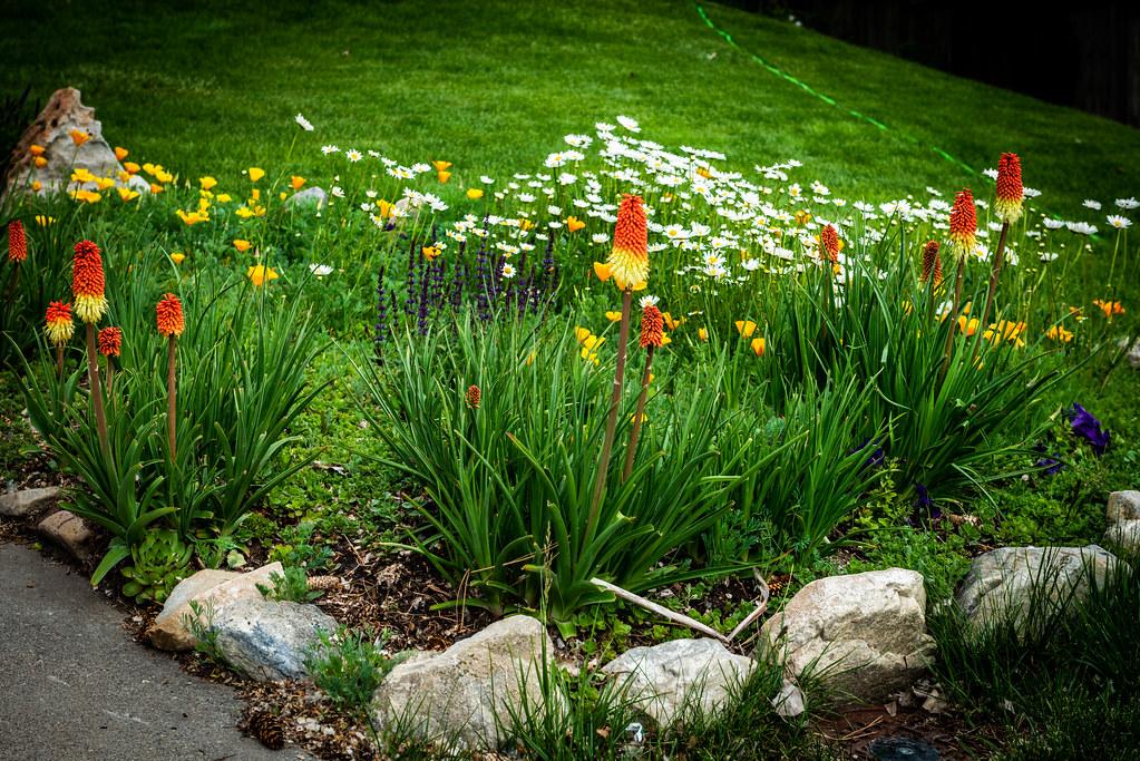 garden plants