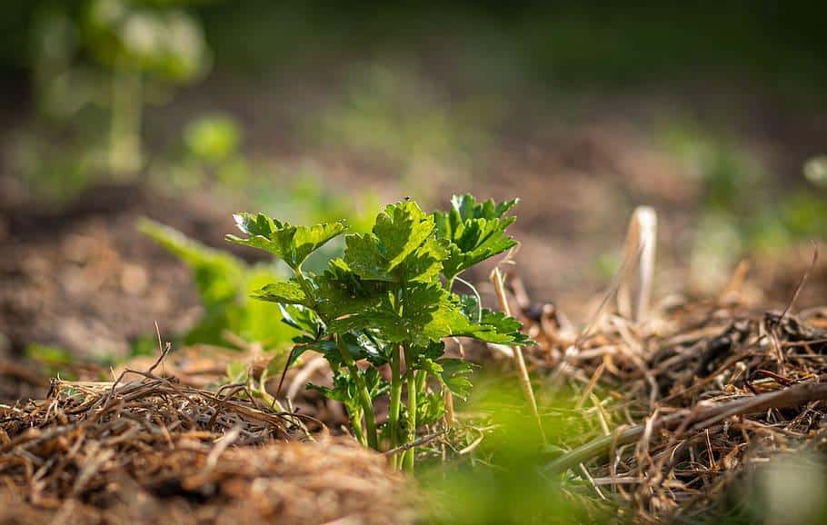 organic mulch