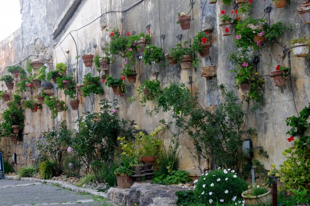potted plants against wall