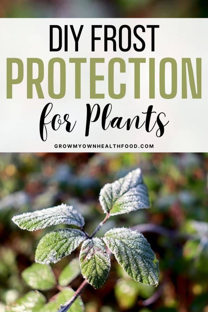 DIY Frost Protection for Plants