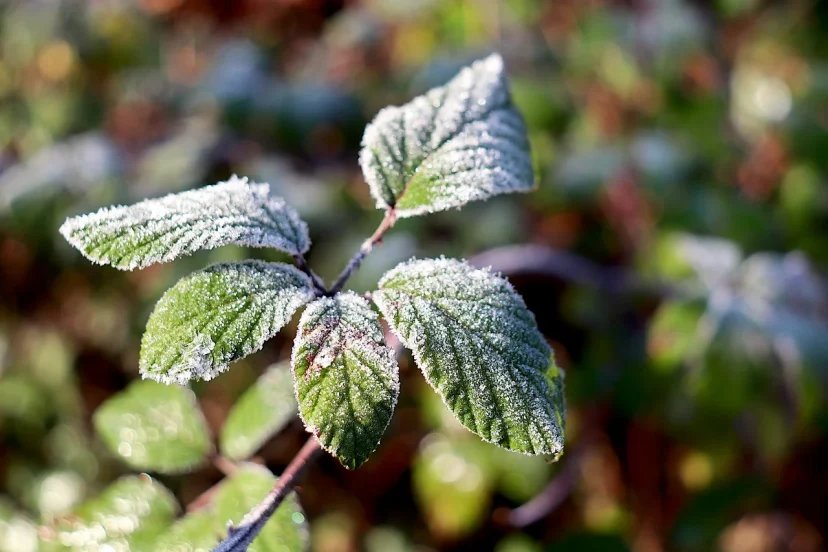DIY Frost Protection For Plants