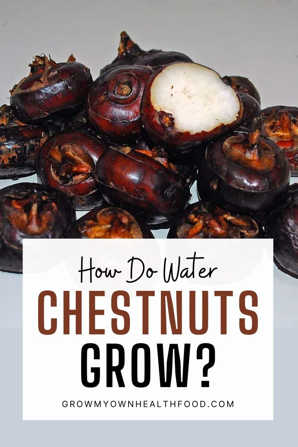 How Do Water Chestnuts Grow Grow My Own Health Food 0822