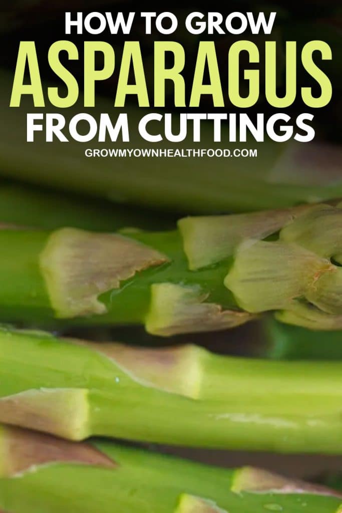 How To Grow Asparagus From Cuttings