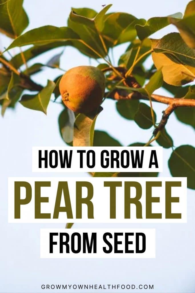 How to Grow a Pear Tree From Seed