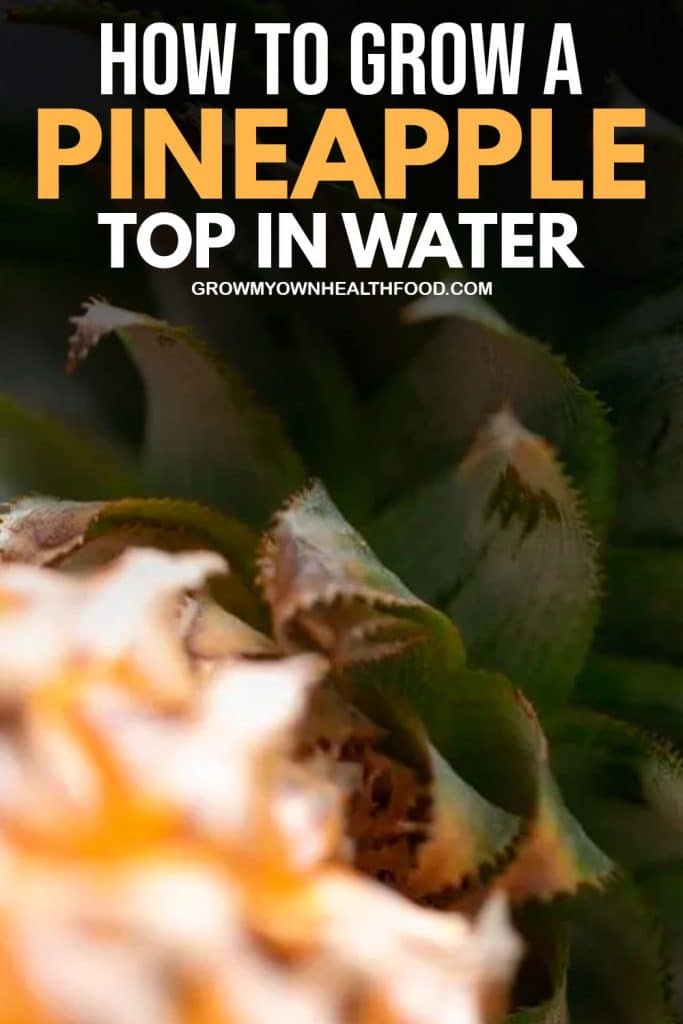 How to Grow a Pineapple Top in Water