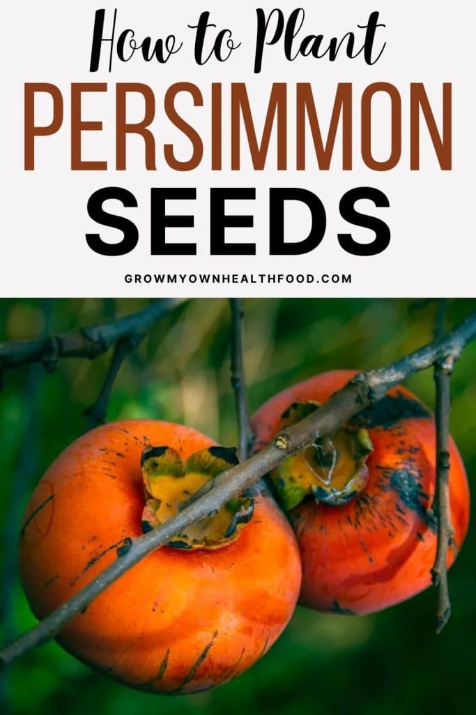 How to Plant Persimmon Seeds