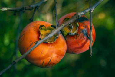 How To Plant Persimmon Seeds