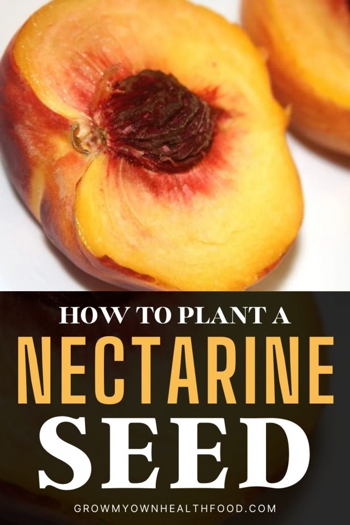 How to Plant a Nectarine Seed