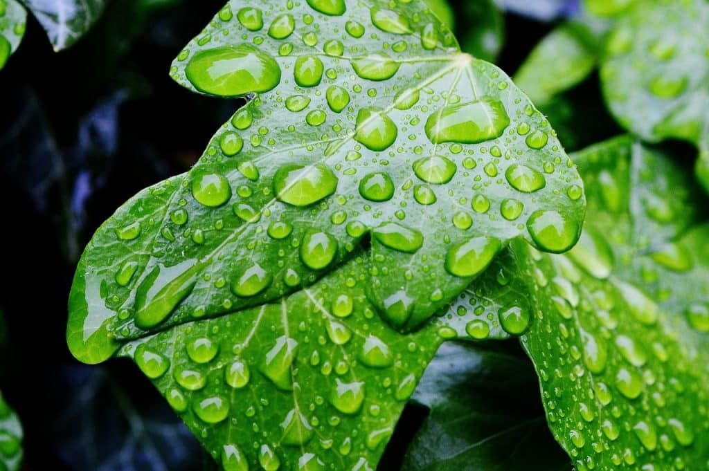 Watering Your Plants