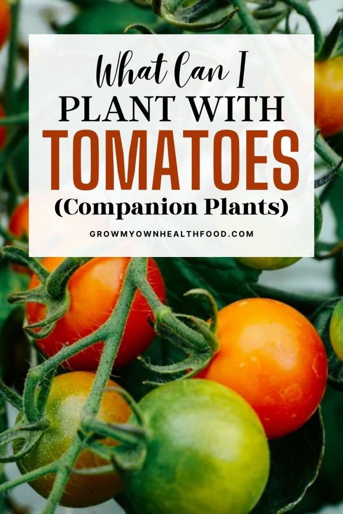 What Can I Plant With Tomatoes