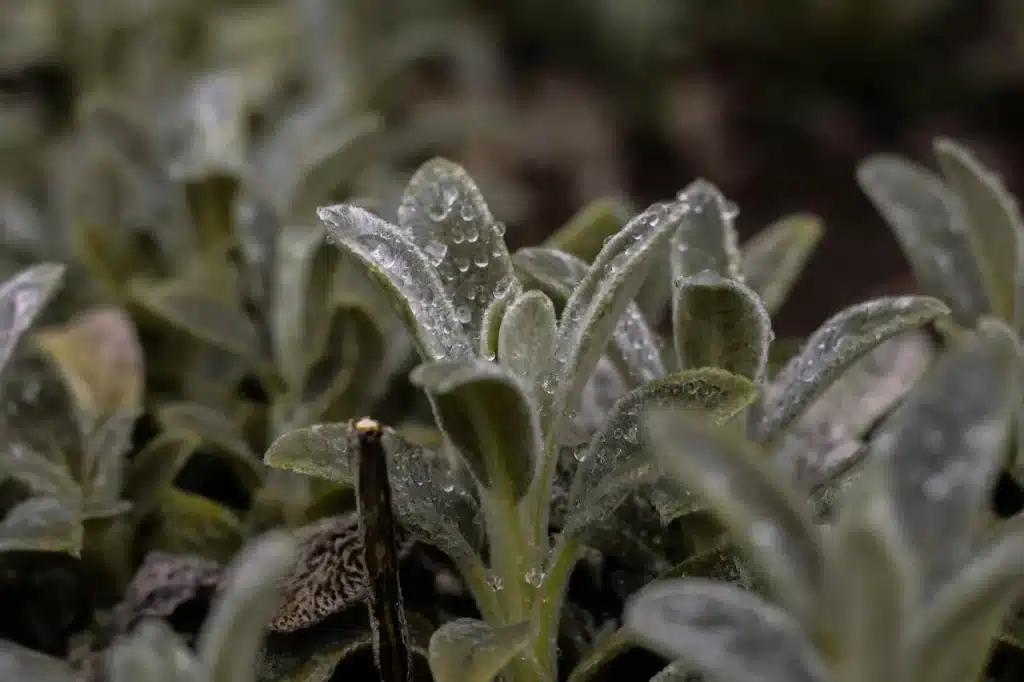 Frost Protection for Plants