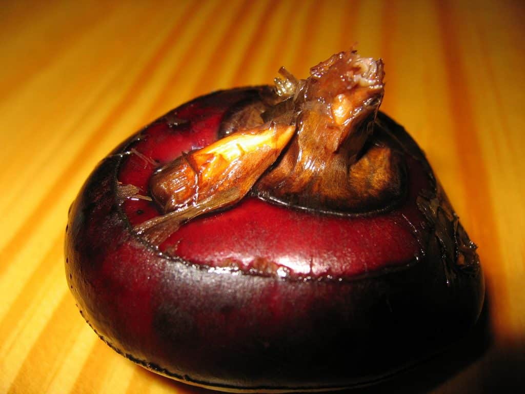 water chestnut