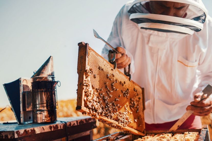 Start Beekeeping