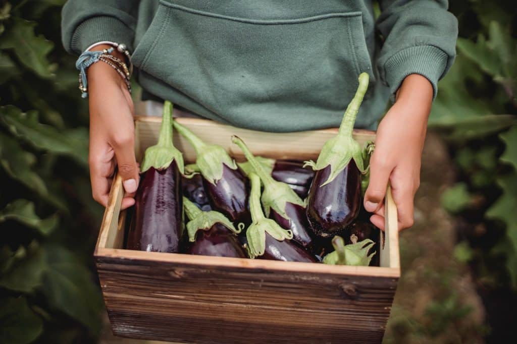 Harvesting Eggplant