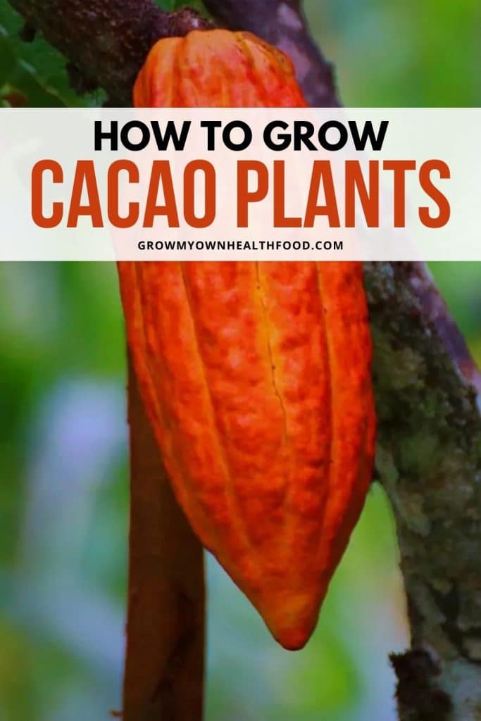 How to Grow Cacao Plants