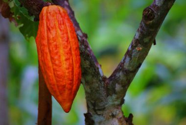 How To Grow Cacao Plants