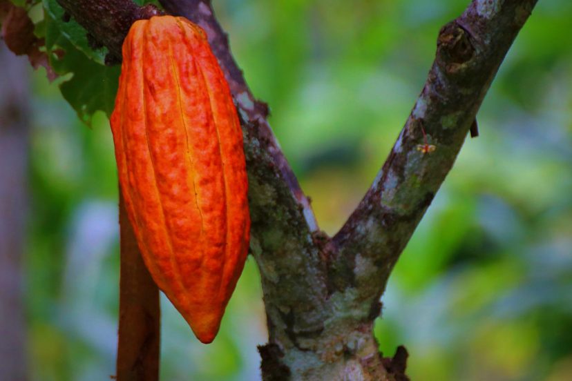 How To Grow Cacao Plants