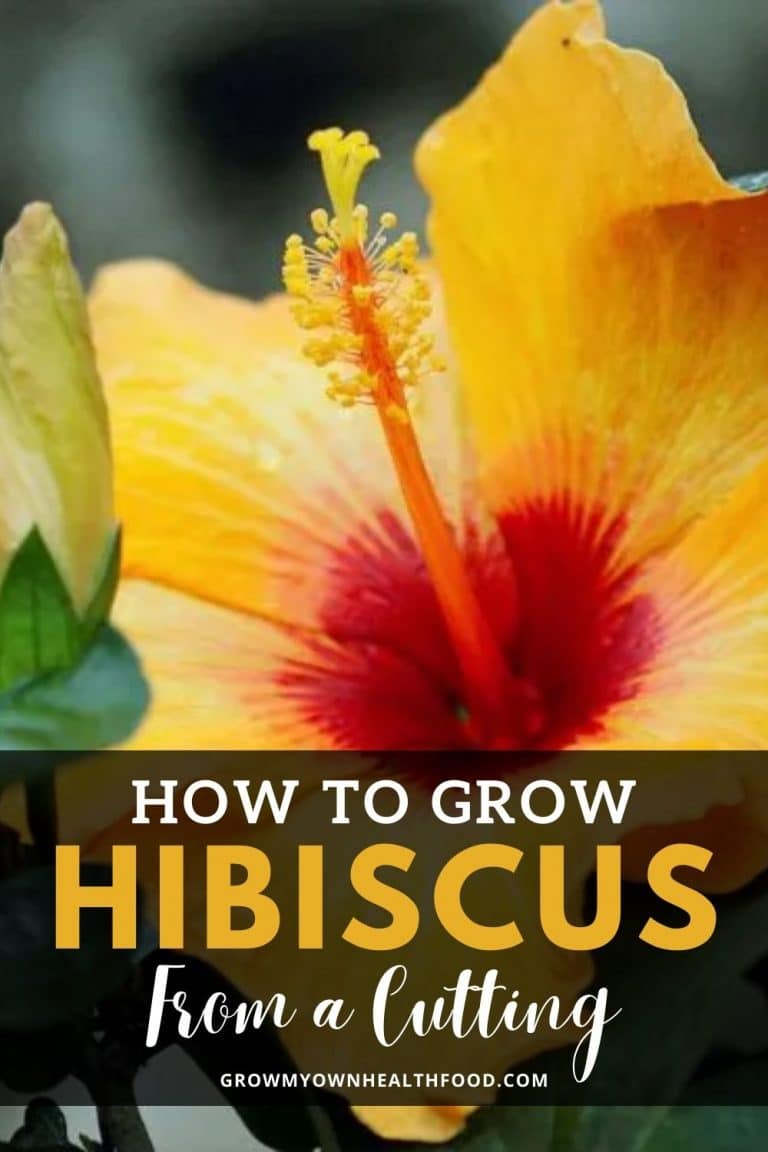 Laziest Way To Grow Hibiscus From Cuttings How to Grow Hibiscus From a Cutting - Grow My Own Health Food