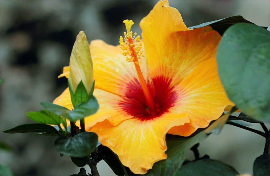 How to Grow Hibiscus From a Cutting