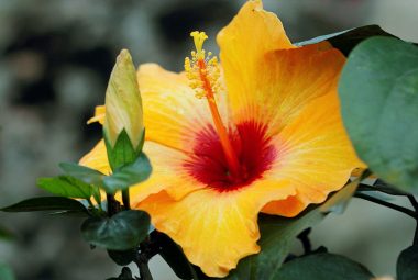 How To Grow Hibiscus From A Cutting