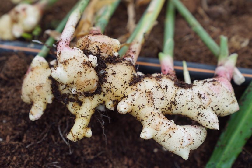 How To Grow Ginger Plant