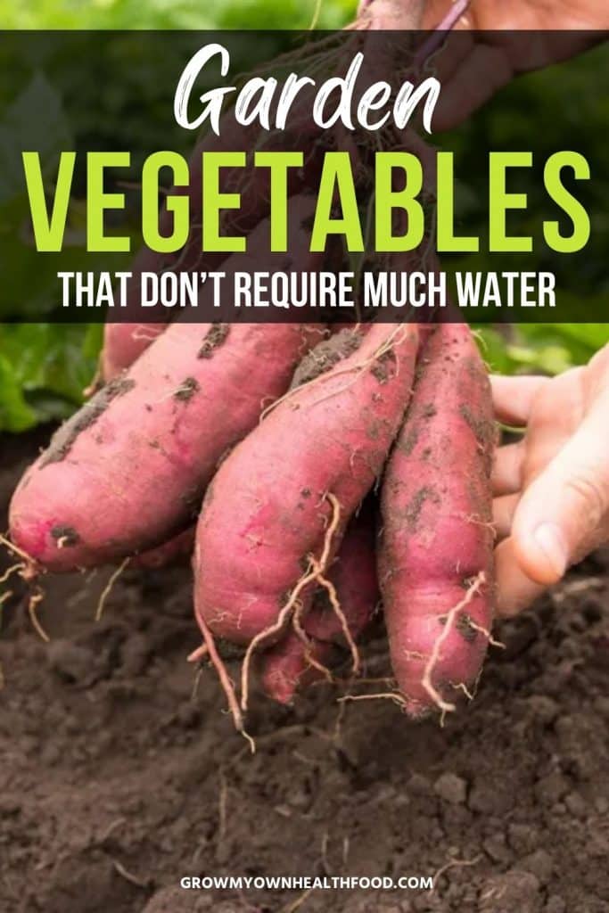 Garden Vegetables That Don’t Require Much Water