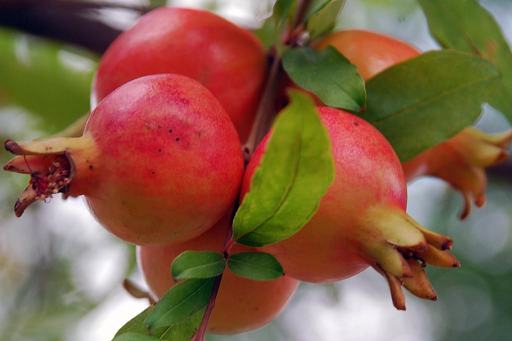 Grow Pomegranate From Seeds