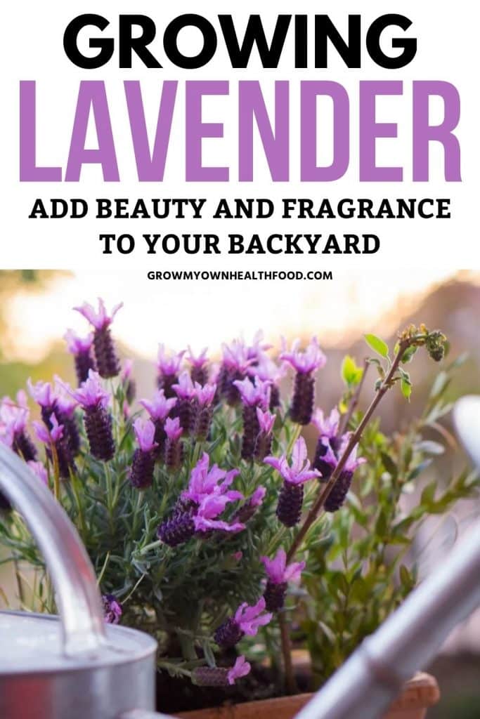 Growing Lavender – Add Beauty and Fragrance to Your Backyard