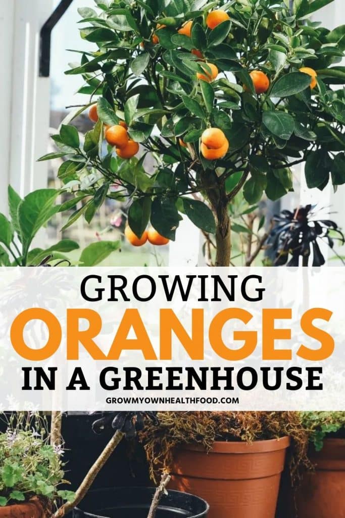 Growing Oranges in a Greenhouse