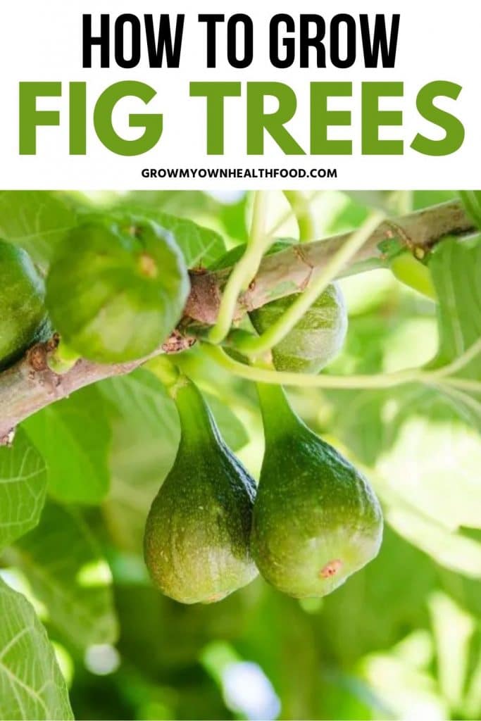 How to Grow Fig Trees