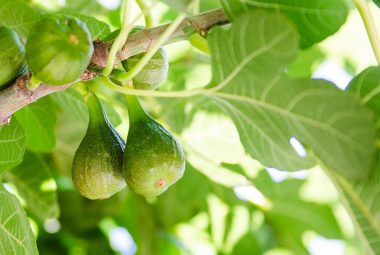 How To Grow Fig Trees