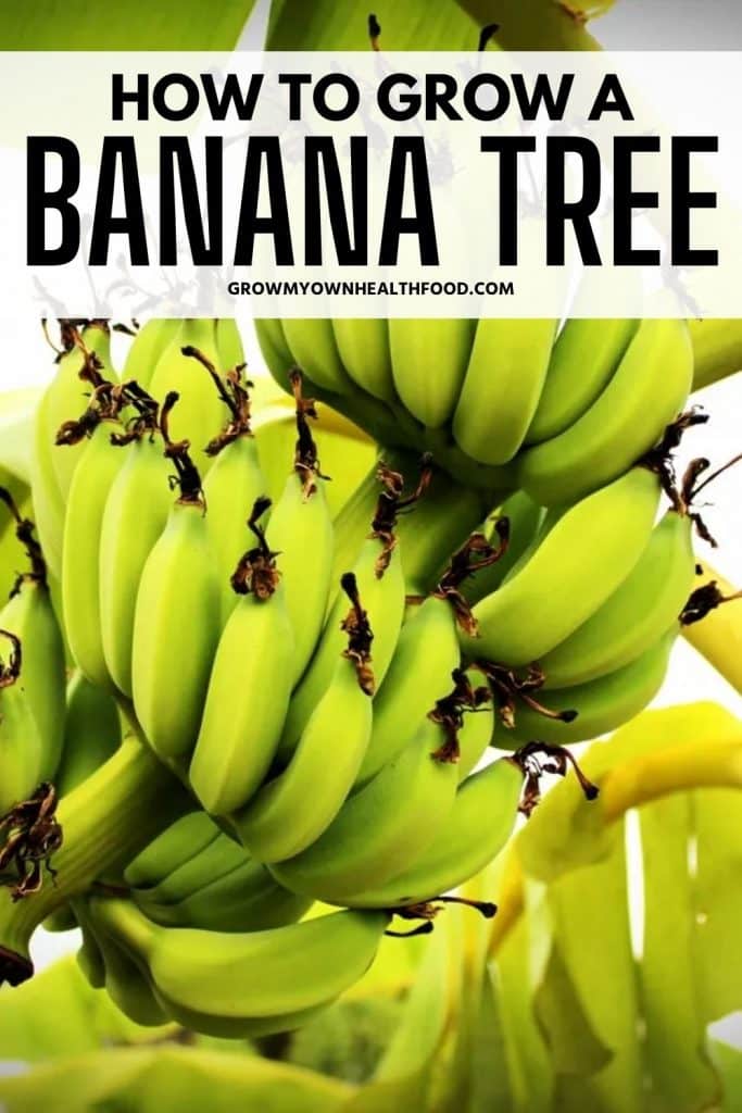 How to Grow a Banana Tree